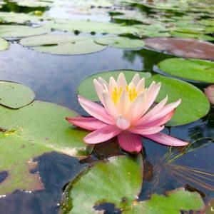 Meet your Posher, Teresa